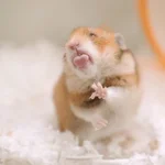 Hamster Gemoy
