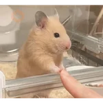 Hamster Gemoy
