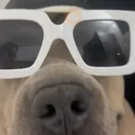 Mami, soy tu vaquero 🤠🎶