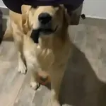 Mami, soy tu vaquero 🤠🎶
