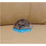Hamsters
