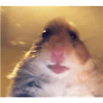 Hamsters