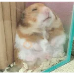 Hamsters