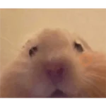 Hamsters