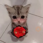 Gatitos con Flores 💐