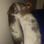 Ratitas Randoms 🧀