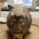 Ratitas Randoms 🧀