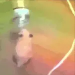Hamsters Mov 🐹