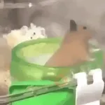 Hamsters Mov 🐹