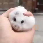 Hamster 🐹