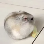 Hamster 🐹