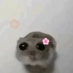 hamster triste tiktok 