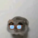hamster triste tiktok 