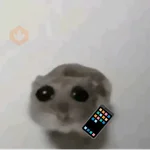 hamster triste tiktok 