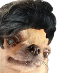 Perrito Milei 