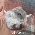 🐭Ratitas🐭 