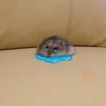 🐭Ratitas🐭 