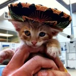 Mariachi Cats🤠😺✨ 