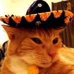 Mariachi Cats🤠😺✨ 