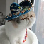 Mariachi Cats🤠😺✨ 