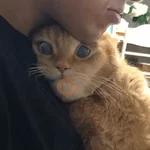 Sabés que te falta? estos🐱 