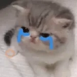 Sabés que te falta? estos🐱 