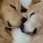 Sabés que te falta? estos🐱 