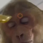 🎵 TIKTOKeando 19🎵 
