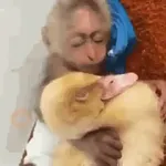 Changuitos🐒 