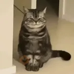 😻Gatitos Lindos V.2☀️ 