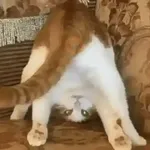 😻Gatitos Lindos V.2☀️ 