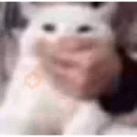 PARA ENVIAR RANDOM 