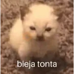 😂Gatitos Cura Depresión🙀 