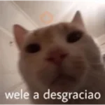 😂Gatitos Cura Depresión🙀 