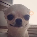 Perritos Moods