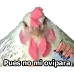 MI CIELA 
