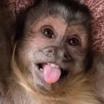 🤎🐵Monitos randoms🐵🤎 