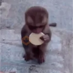 monkeys 