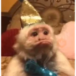 monkeys 