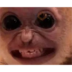 monkeys 