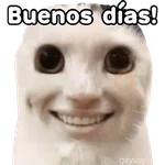 😸Gatos sin orejas 🐈 