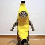 🐱Michitos con disfraces🐱 