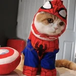 🐱Michitos con disfraces🐱 