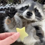 Mapache 🦝 mood 