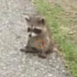 Mapache 🦝 mood 