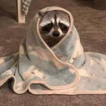Mapache 🦝 mood 