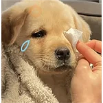 Perritos tiernos 3 💘🐶🤭 