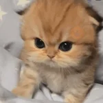 🥺🐱Michitos tiernos🐱🥺 