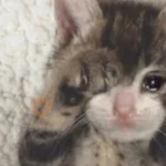🥺🐱Michitos tiernos🐱🥺 