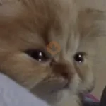 🥺🐱Michitos tiernos🐱🥺 